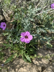 Erodium crassifolium