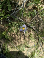 Volutaria crupinoides