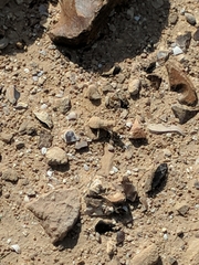 Eremiaphila brunneri