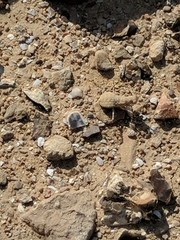 Eremiaphila brunneri