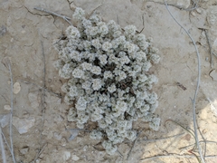 Paronychia sinaica