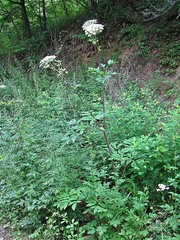 Angelica cincta