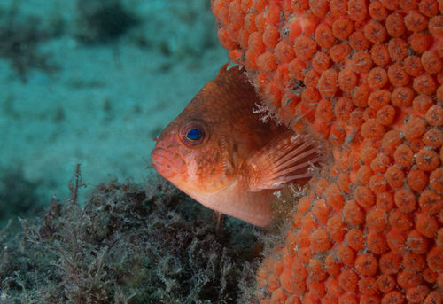 Lierstaart-koraalwachter (Cyprinocirrhites polyactis) — Cirrhitidae — 3