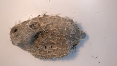 Tragulichthys jaculiferus