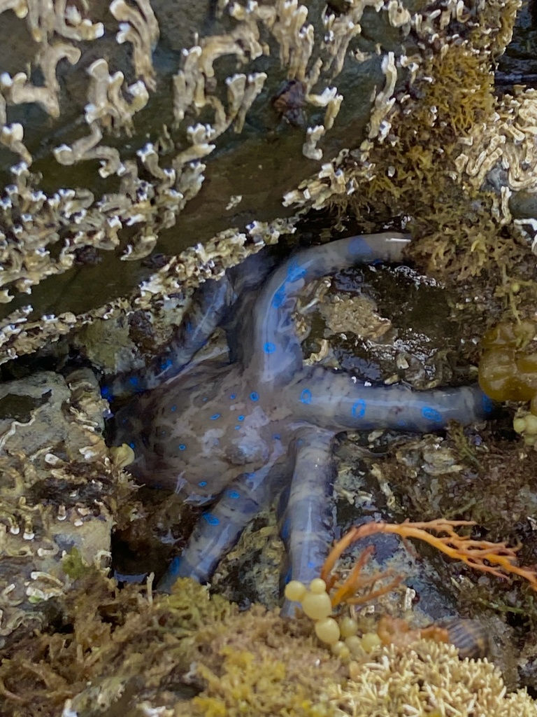 Lesser Blue-ringed Octopus from Bass Strait, Penguin, TAS, AU on ...