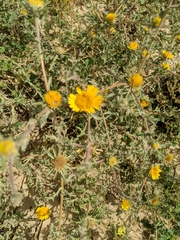 Asteriscus graveolens