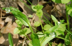 Myosotis macrosperma