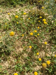 Aaronsohnia factorovskyi