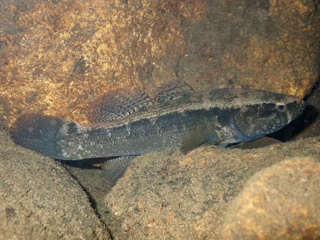 Dusky Sleeper
