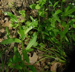 Myosotis macrosperma