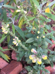 Lindenbergia philippensis