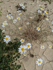 Anthemis melampodina