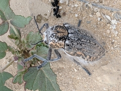 Julodinae