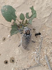 Julodinae