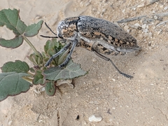 Julodinae