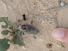 Julodinae