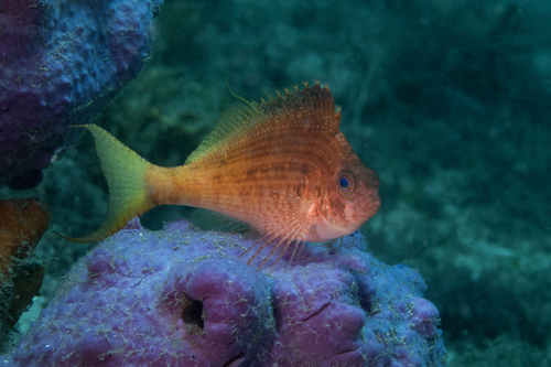 Foto de Pez halcón punteado (Cyprinocirrhites polyactis)