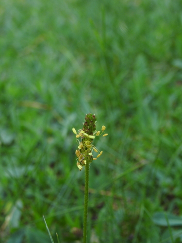 Image of Plantago alpina by (c) Yves Bas, some rights reserved (CC BY)