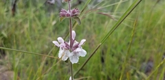 Stachys ajugoides