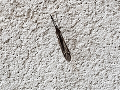 Brachypremna dispellens