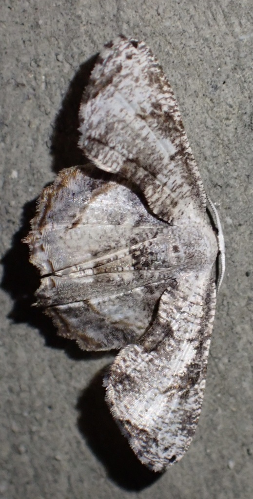 Platerosia