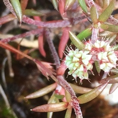 Chaetonychia cymosa