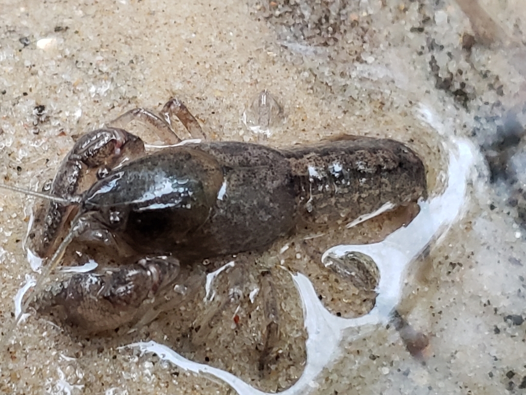 digger crayfish