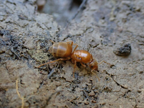 Lasius balearicusLasius balearicus