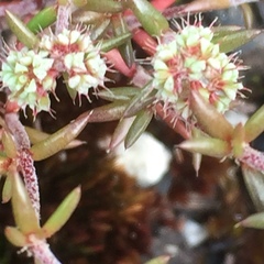 Chaetonychia cymosa