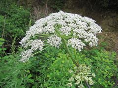 Angelica cincta
