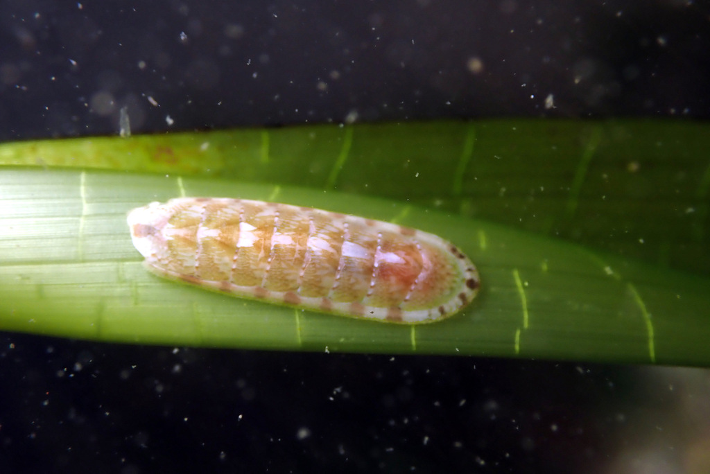 Stenochiton pilsbryanus