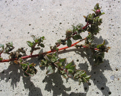 Atriplex pacifica