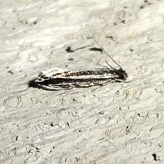 Nemapogon rileyi