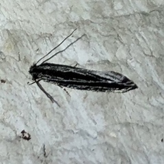 Nemapogon rileyi