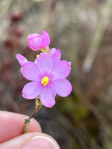 Image of Ixia stricta by (c) Charleen Brunke, some rights reserved (CC BY)