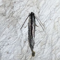 Nemapogon rileyi