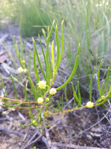 Image of Acacia bynoeana by (c) Shelomi Doyle, some rights reserved (CC BY)