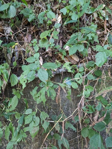 Boehmeria pilosiuscula (Boehmeria pilosiuscula)