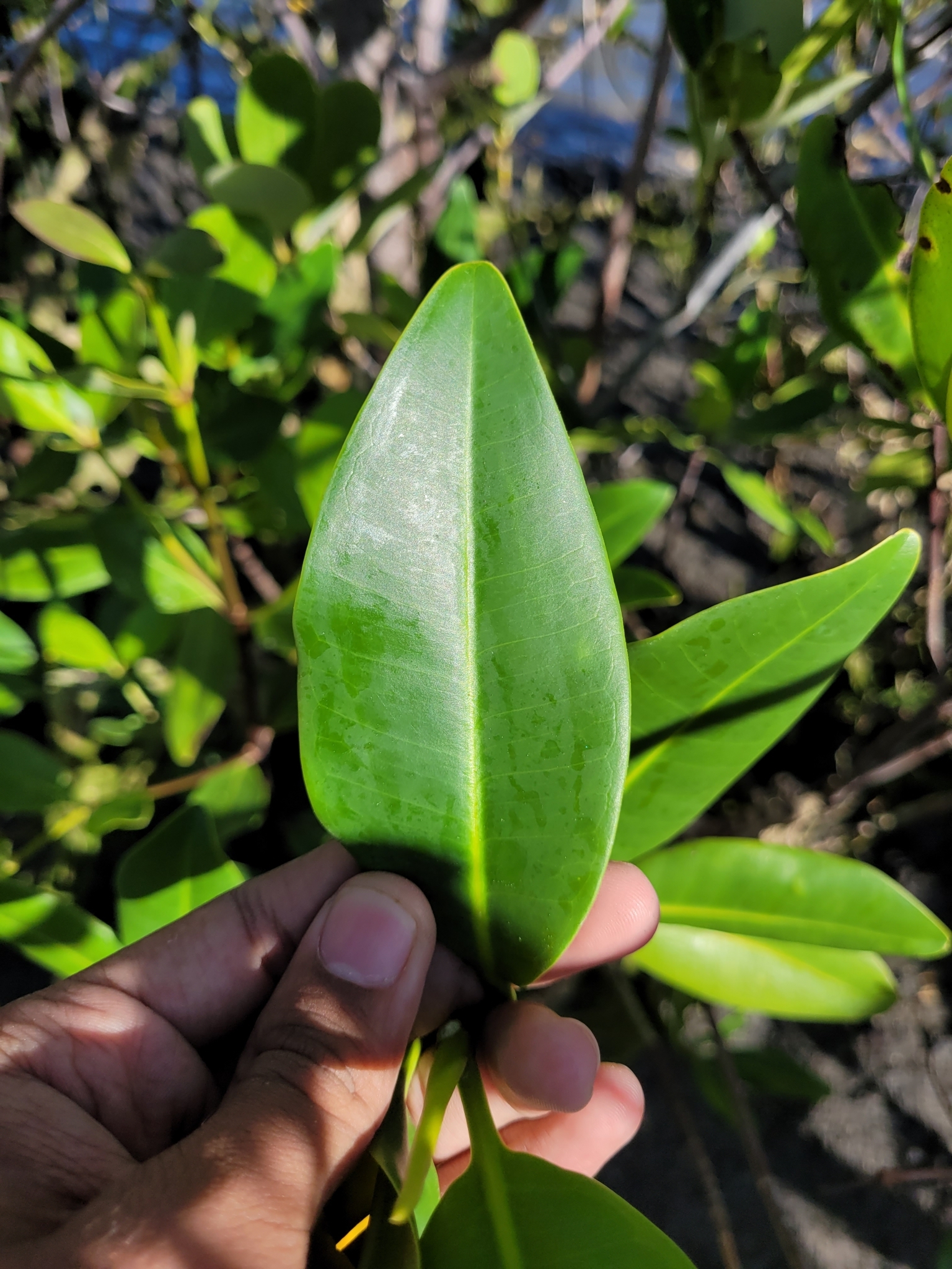 Rhizophora mangle