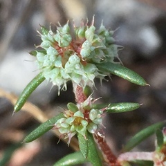 Chaetonychia cymosa