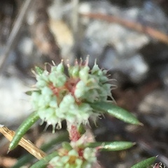 Chaetonychia cymosa