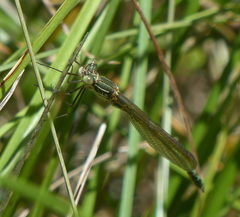 Austrolestes cingulatus