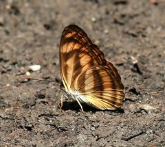 Athyma nefte subrata