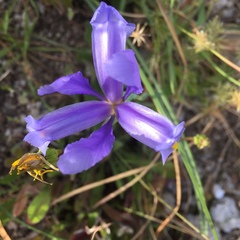 Iris xiphium