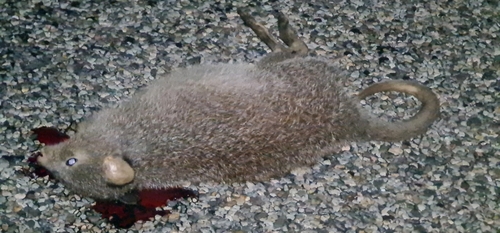 アカネズミカンガルー