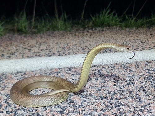 Mulga Snake sighting