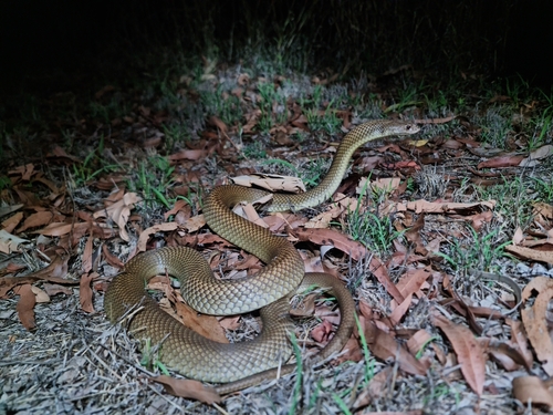 Mulga Snake sighting