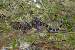 Doi Inthanon Bent-Toed Gecko photo 2