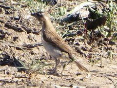 Gymnoris superciliaris