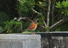 Izu Thrush photo 5